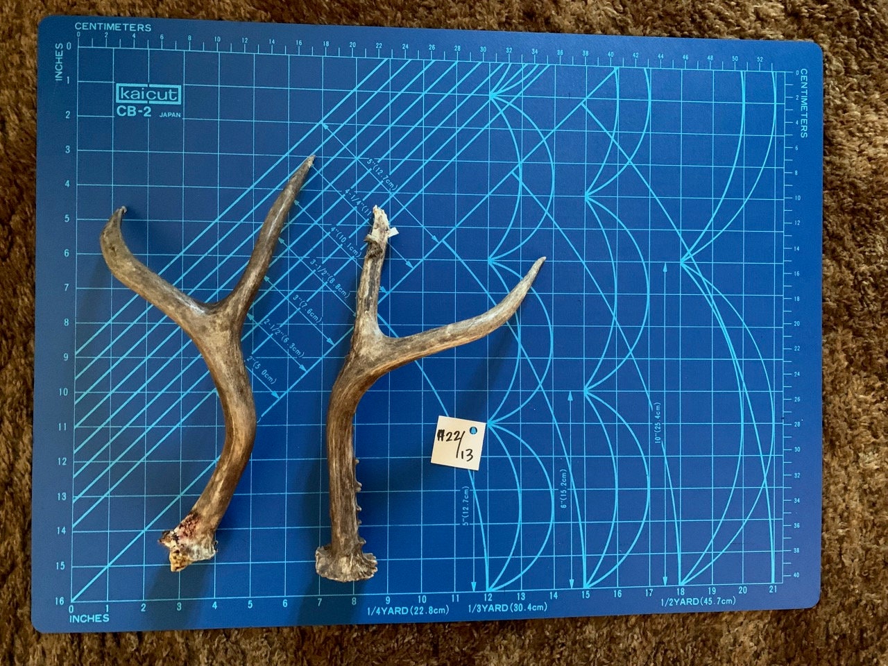 Moose Antlers Moose Antler Shed Shed Antler Moose Horn Etsy