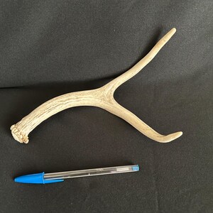 Deer Antler - 2025 Mule Deer Antler, shed, shed antler, deer antler, deer horn, hoe decor, craft antler