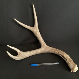 Naturally Shed Mule Deer Antler: 2024 Craft Supply, Home Decor