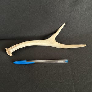 Deer Antler - 2025 Mule Deer antler, shed, shed antler, deer antler, deer horn, home decor, craft antler