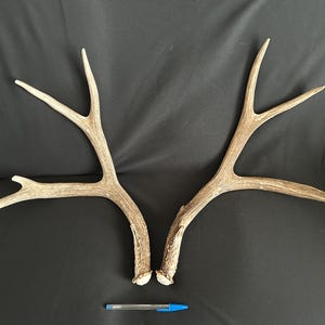 Deer Antler - 2025 Mule Deer antler set, shed, shed antler, deer antler, deer horn, home decor, craft antler