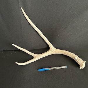 Deer Antler - Mule Deer Antler, shed, shed antler, deer antler, deer horn, home decor craft antler
