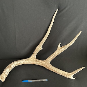 Deer Antler - 2025 Mule Deer antler, shed, shed antler, deer antler, deer horn, home decor, craft antler