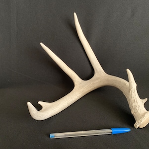 Deer Antler - Whitetail Antler, shed, shed antler, deer antler, deer horn, home decor, craft antler