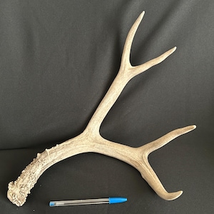 Deer Antler - Mule Deer Antler, shed, shed antler, deer antler, deer horn, home decor, craft antler