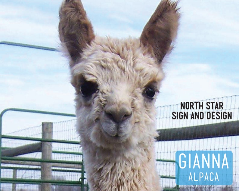 Download Alpaca svg alpaca clip art cut File Cricut cut file | Etsy