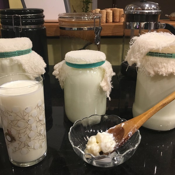 Organic Milk Kefir Grains - Live Probiotic Culture, very active, comes with detailed advice from my many years of experience making kefir!