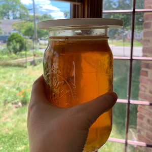 ALL you need is THIS Kombucha SCOBY, Homemade, organic healthy with live active cultures + my experienced advice to make delicious kombucha!