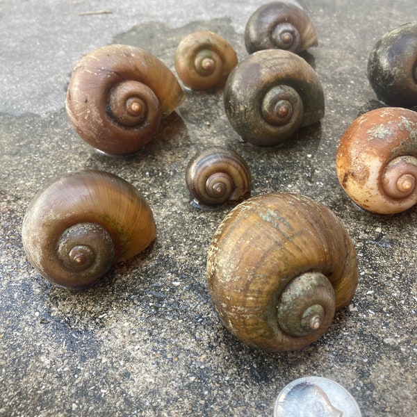 12 Raw Florida Apple Snail Shells, That will soon become endangered, in a variety of sizes. Good for African Shell Dwellers & many uses RARE