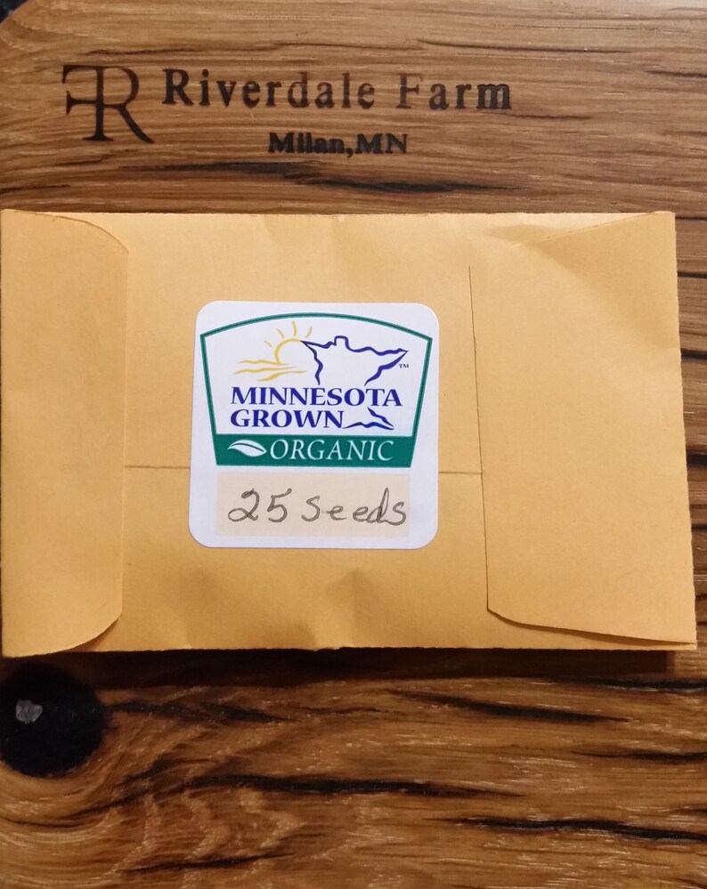 Glass Gem Corn~Organic~Gem Corn~Made in USA~Minnesota Grown~Unique~Decorative Corn~Corn~Non-GMO~25 seed packet