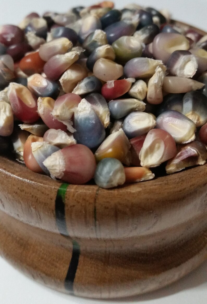 Glass Gem Corn~Organic~Gem Corn~Made in USA~Minnesota Grown~Unique~Decorative Corn~Corn~Non-GMO~25 seed packet