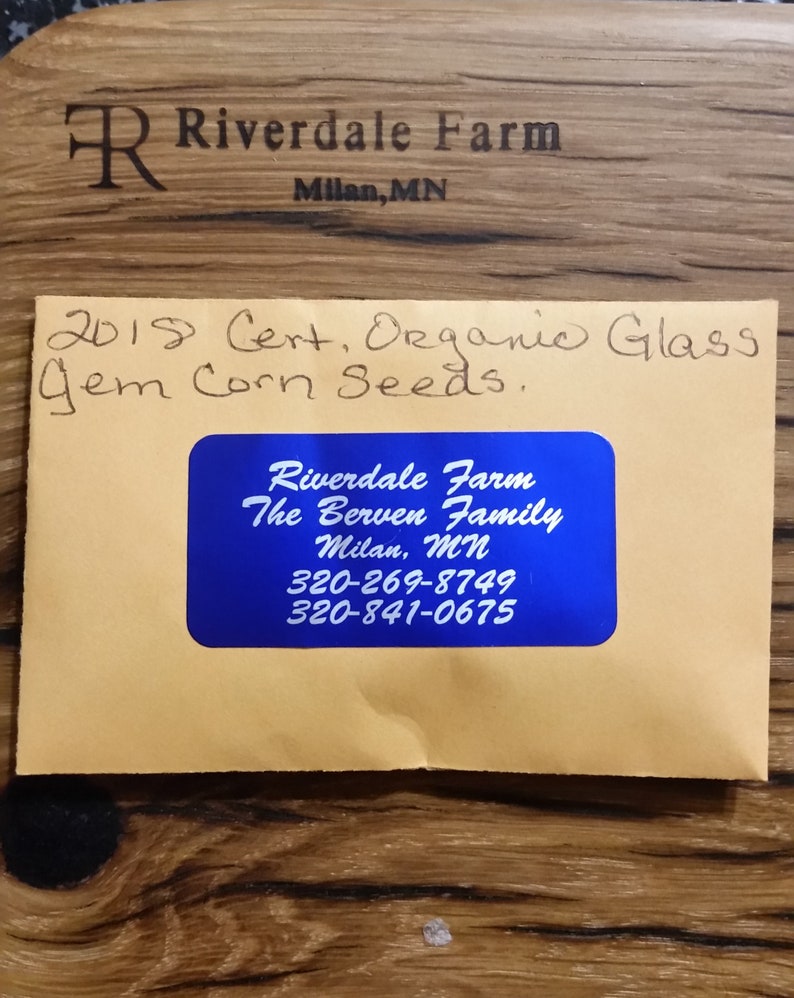 Glass Gem Corn~Organic~Gem Corn~Made in USA~Minnesota Grown~Unique~Decorative Corn~Corn~Non-GMO~25 seed packet