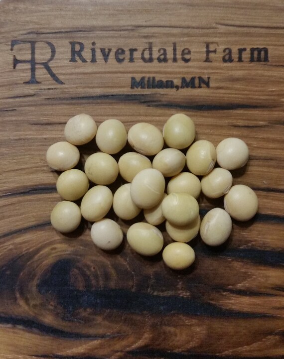 Certified Organic Soybean Seeds 1 Oz.food Grade Soybean Etsy