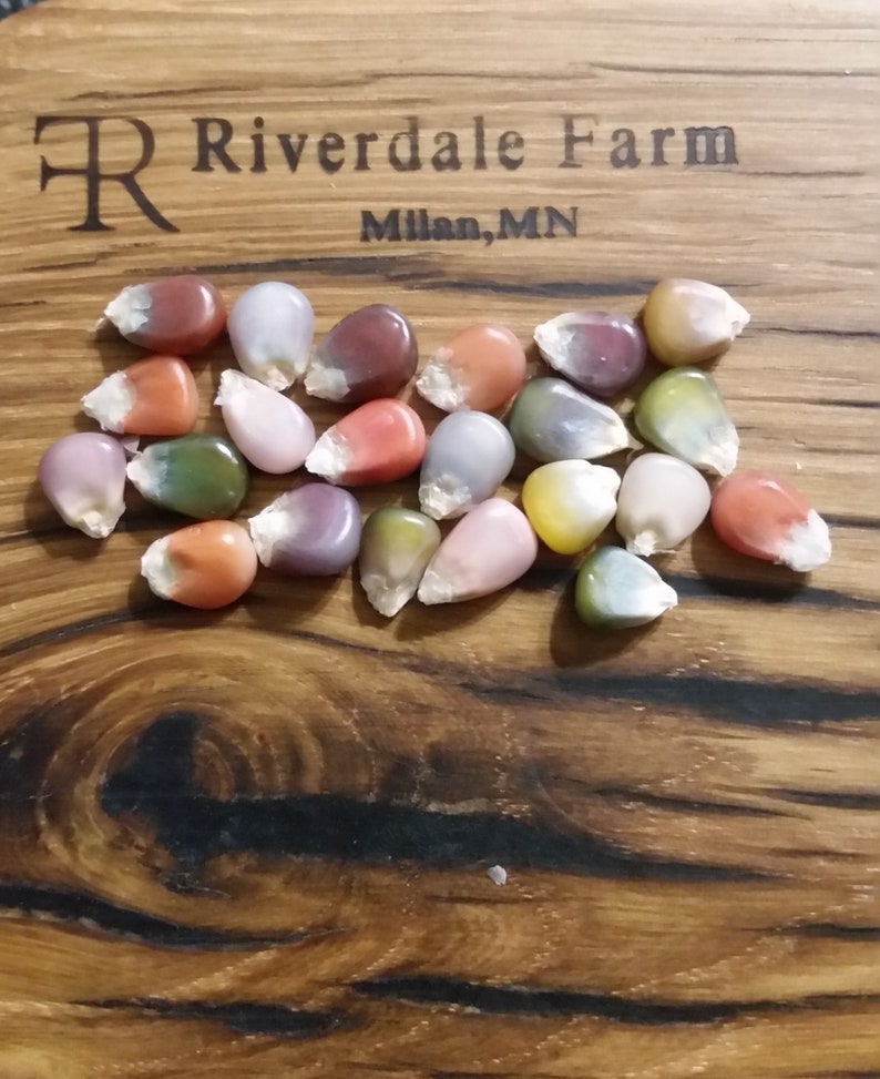 Glass Gem Corn~Organic~Gem Corn~Made in USA~Minnesota Grown~Unique~Decorative Corn~Corn~Non-GMO~25 seed packet
