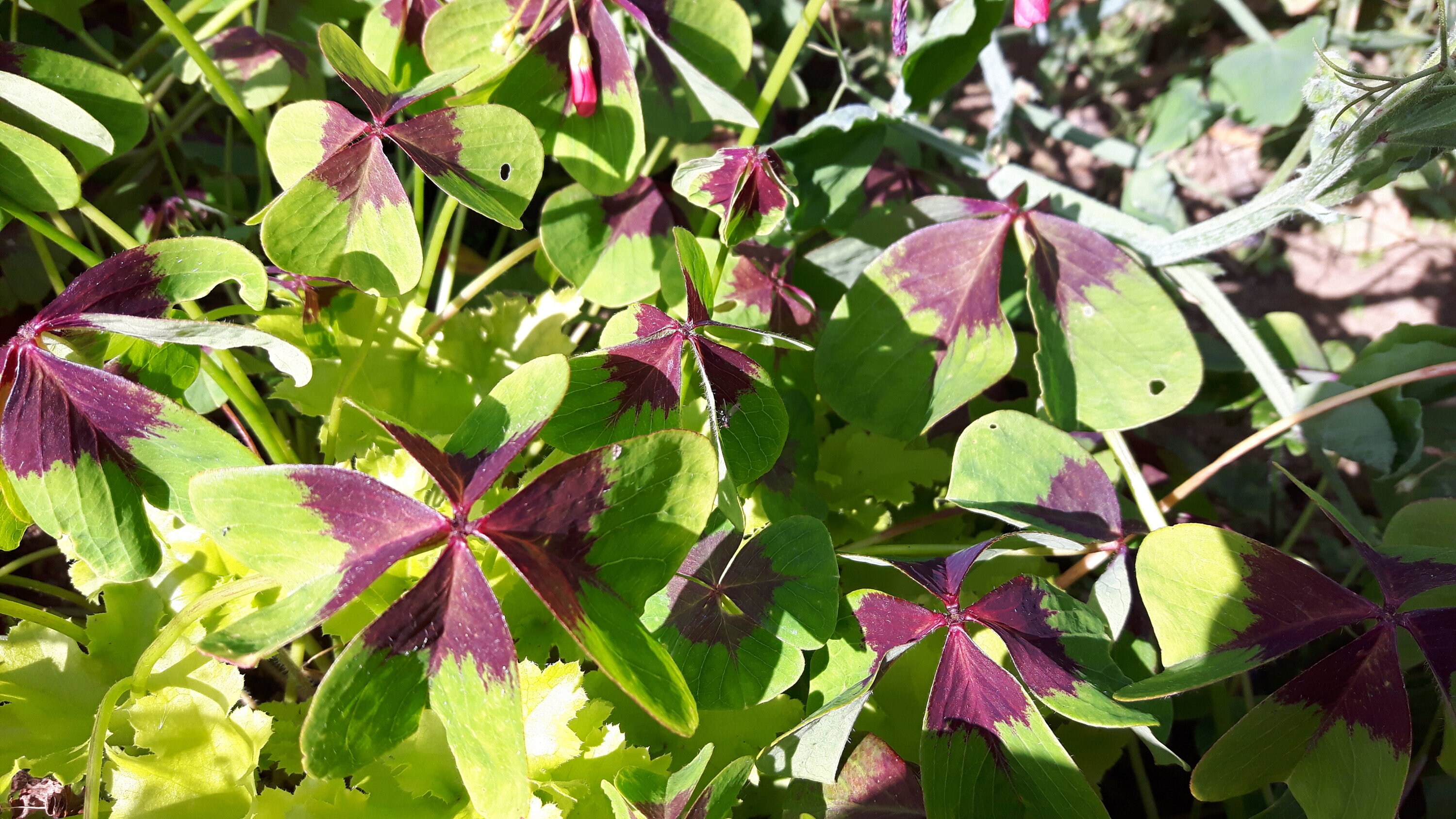 Guaranteed to Grow Set of 5 bulbs Iron Cross Oxalis Etsy