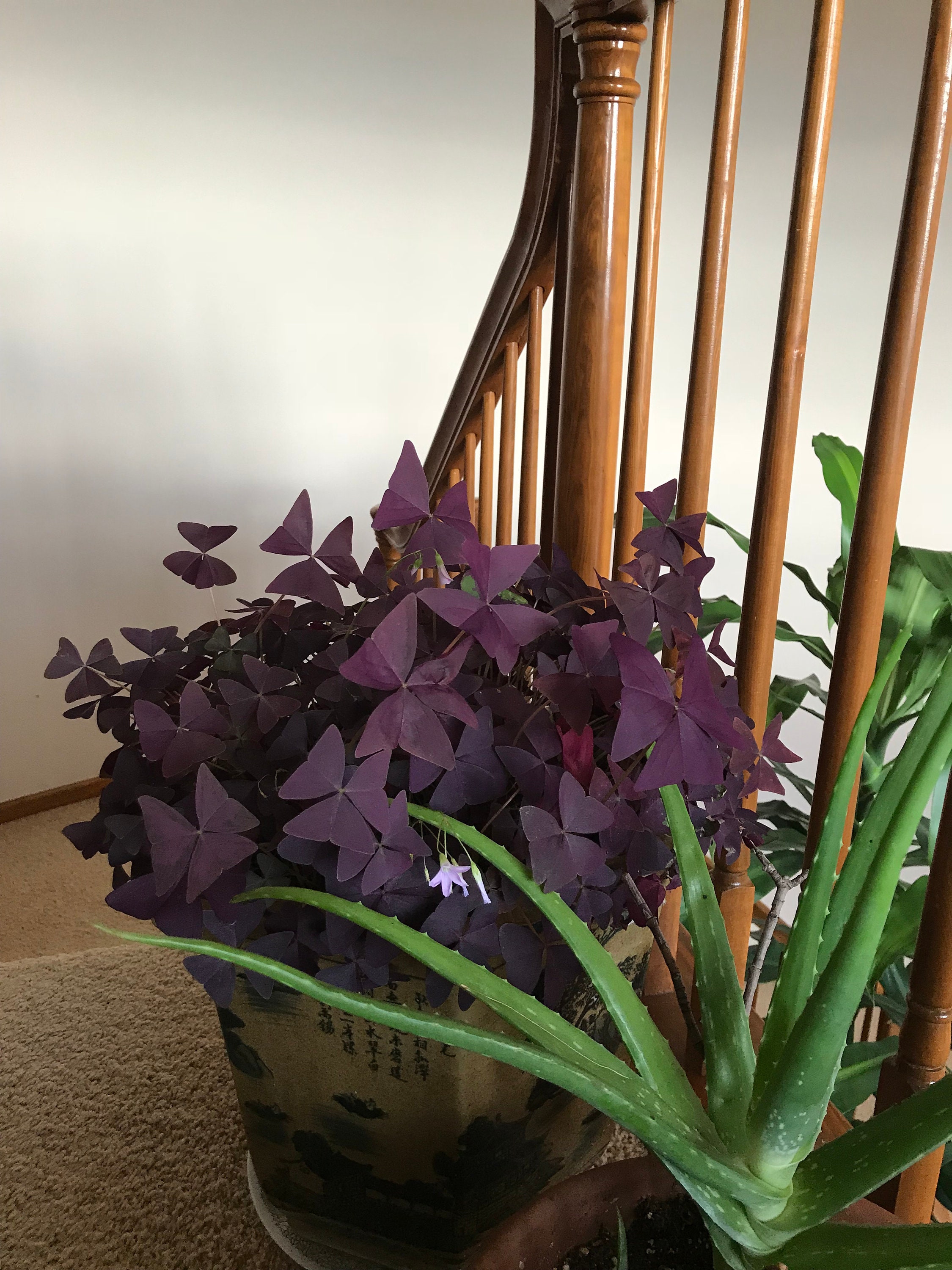 Oxalis Purple Shamrock | Bulk Set of 10 Live Pips | Flower Bulbs | Plant  Bulbs | Gift for Gardener | Easy Indoor Plants | Outdoor Plants - Etsy