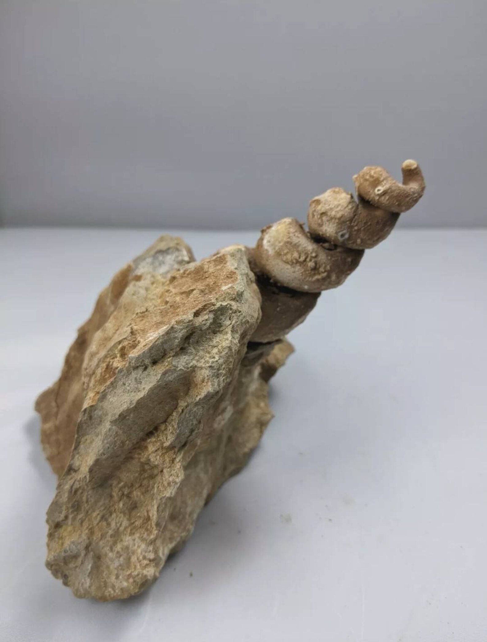 Real Fossil Gastropod Cast Marine Fossil Gastropod Shell Etsy