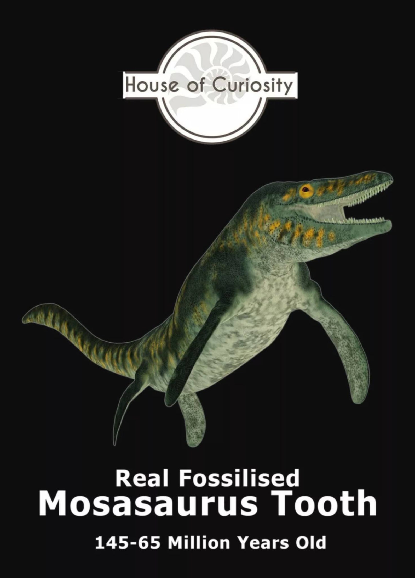 fossil of mosasaurus