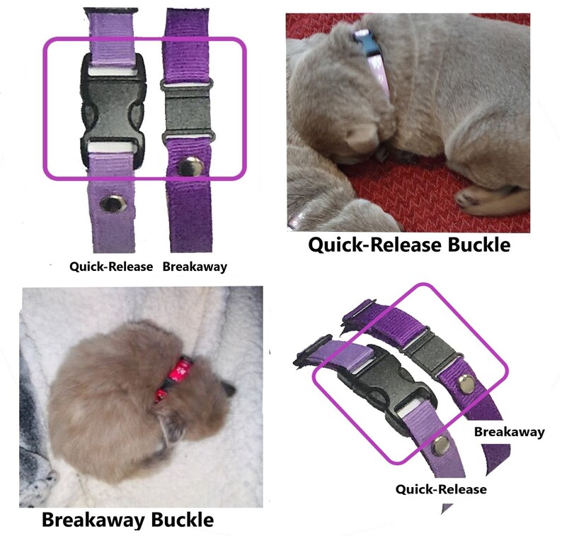 Whelping Collar Packs Puppy ID Collars Choice of Festive Etsy UK