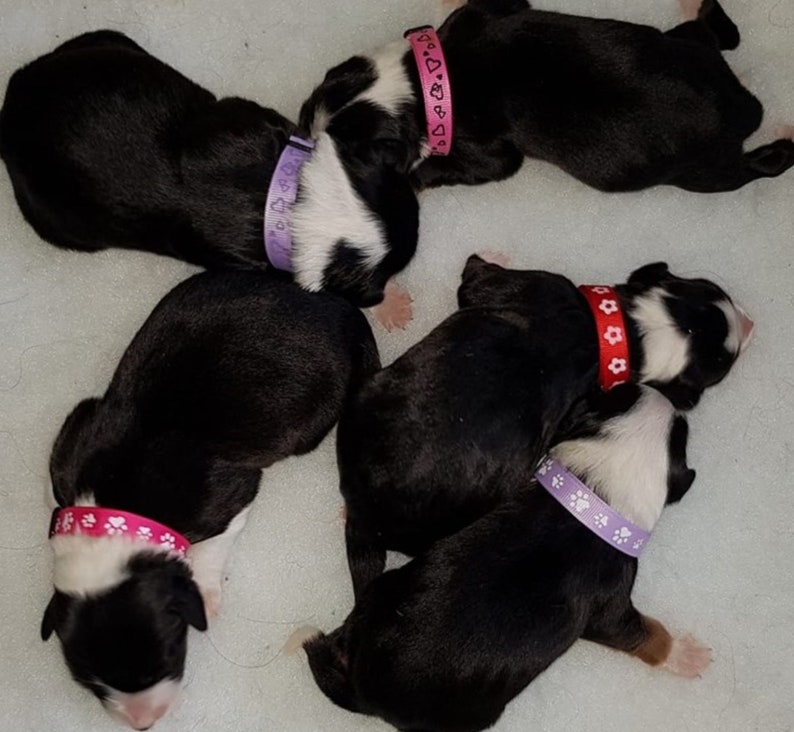 Whelping Collar Packs Puppy ID Collars Choice of Festive Etsy