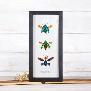 Jewel Beetle Trio in Box Frame (Polybothris sumptuosa, Chrysochroa fulminans & buqueti)