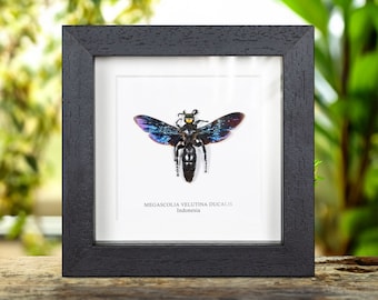 Megascolia velutina ducalis In Box Frame From indonesia