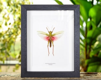 Male Chondracris Rosea in Box Frame from Thailand