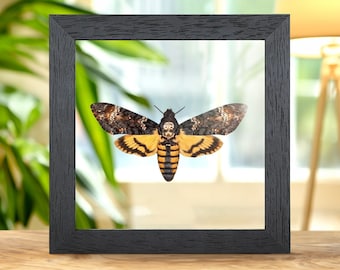 Prepona Praeneste Butterfly From Peru in Clear Glass Box Frame - Etsy