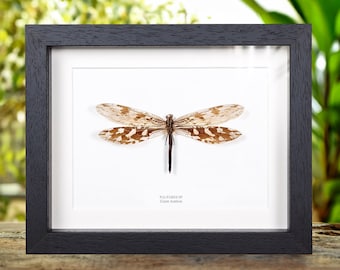 Giant Antlion In Box Frame (Palpares sp.)
