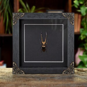 Stag Beetle in Baroque Style Frame (Cyclommatus metallifer finae)