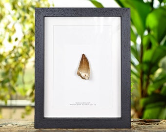 Large Mosasaur Dinosaur Tooth Fossil in Box Frame (Mosasaurus sp)