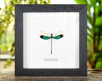 Stream Glory Damselfly in Box Frame (Neurobasis chinensis)