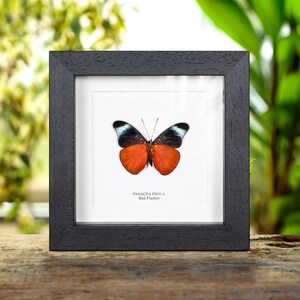 Red Flasher Ventral Side in Box Frame (Panacea prola)
