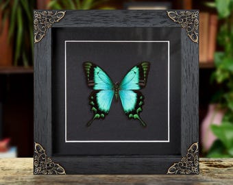 Puede incluir: Un espécimen de mariposa enmarcado con alas de color turquesa vibrante y negro. El marco cuadrado de madera negra tiene un acabado texturizado y detalles metálicos dorados en las esquinas, rodeando un paspartú negro con borde blanco.