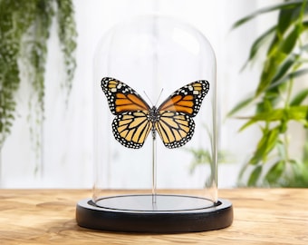 Female Monarch Butterfly Ventral Side In Glass Dome With Wooden Base (Danaus plexippus)