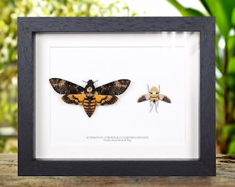 Death's Head Moth &amp; Death's Head Bug Pair In Box Frame (Acherontia atropos and Eucorysses grandis)