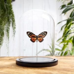 The Tiger Butterfly In Glass Dome (Papilio zagreus)
