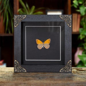 May include: A square black wooden frame with ornate gold-toned metal corner accents, featuring a single orange butterfly specimen mounted against a black background with a thin white border inside the display area.