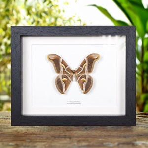 Ailanthus Silkmoth In Box Frame (Samia cynthia)