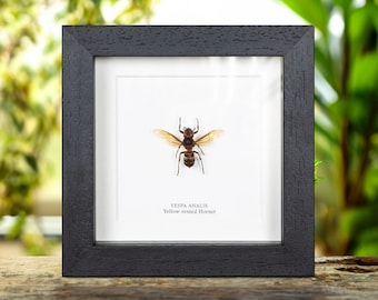Yellow-vented Hornet In Box Frame (Vespa analis)