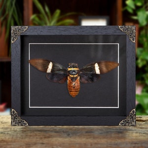 Cicada In Baroque Style Box Frame (Tosena albata)