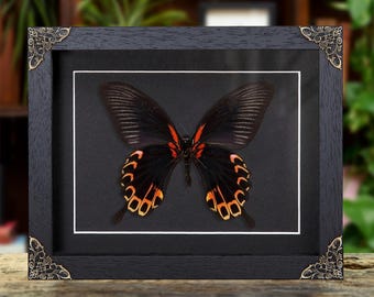May include: A framed butterfly specimen featuring black wings with vibrant orange and red markings. The rectangular black wooden frame includes ornate gold-toned metal corner accents and a white mat border surrounding the insect display.