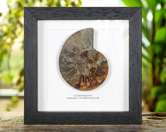 Cut & Polished Ammonite Fossil In Box Frame (Cleoniceras sp)