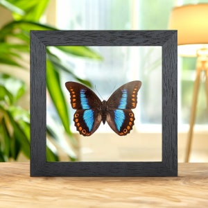 Female Orange-spotted Prepona In Clear Glass Box Frame (Prepona deiphile brooksiana)