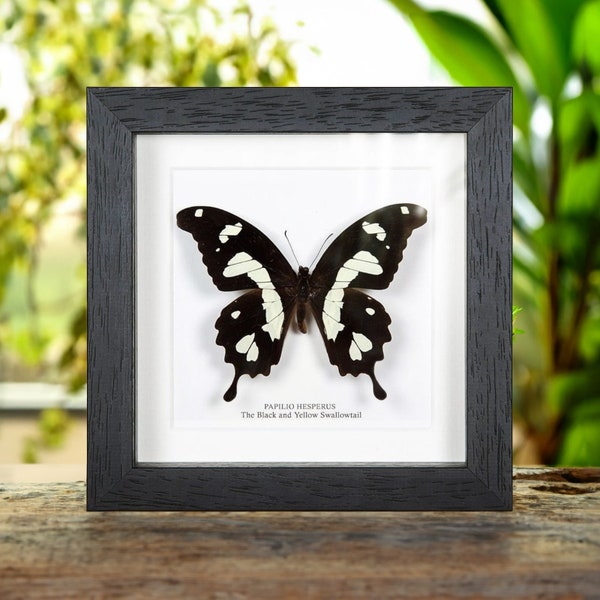 The Black & Yellow Swallowtail In Box Frame (Papilio hesperus)