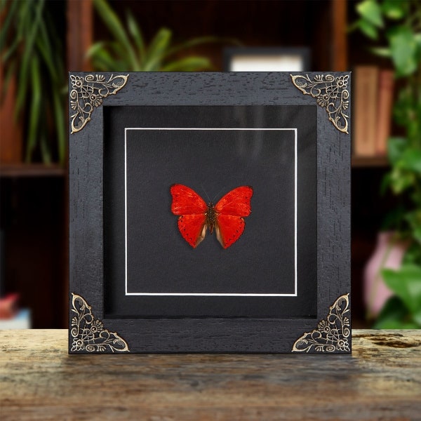 Common Red Glider in Baroque Style Frame (Cymothoe coccinata)