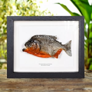 Red-bellied Piranha In Box Frame (Pygocentrus nattereri)