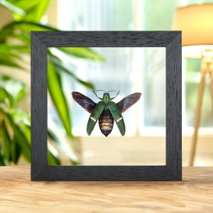 Green-banded Jewel Beetle In Clear Glass Frame (Catoxantha opulenta)