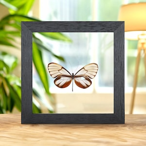 Clear Winged Butterfly In Clear Glass Box Frame (Godyris duillia)
