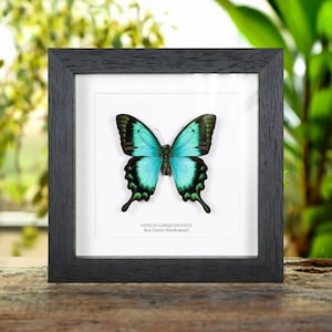Sea Green Swallowtail in Box Frame (Papilio lorquinianus)